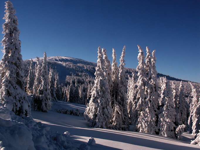 Winter landscape