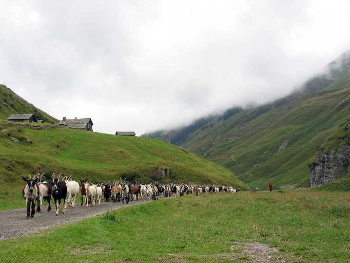 Ziegenherde bei Vals