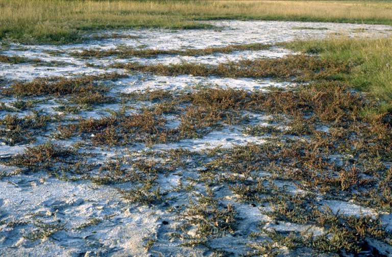 Vegetazione, Terreno Salmastro