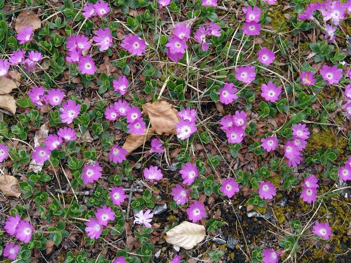 Primula clusiana