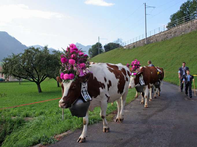 Almabtrieb bei Albeuve