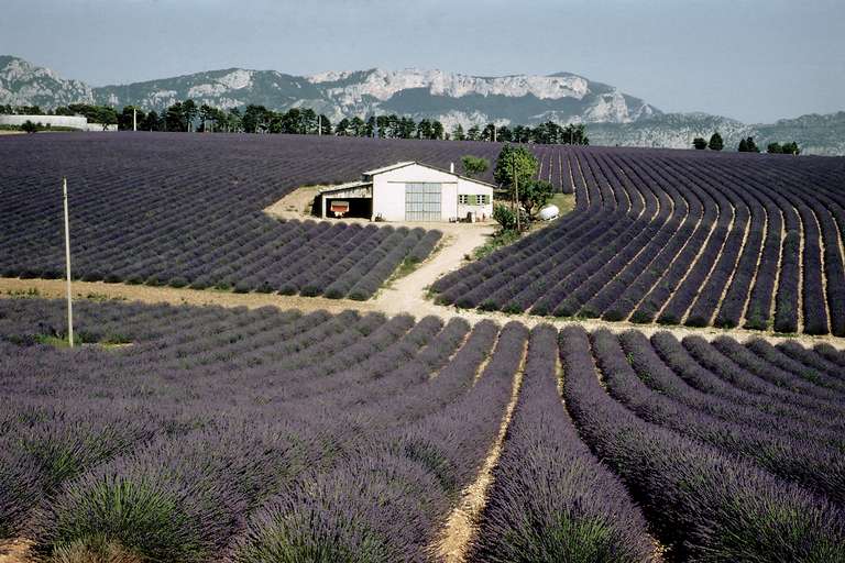 Lavendelanbau  am Plateau Valensole (Provençalische Alpen)