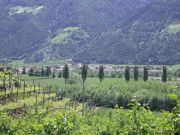 Fruit-growing in Vinschgau, Plaus