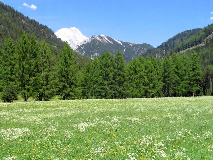 Wiese, Mieminger Plateau