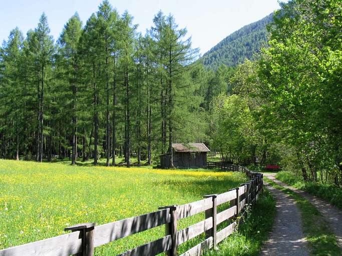 Wiese, Mieminger Plateau