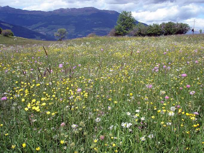 Fiori di campo