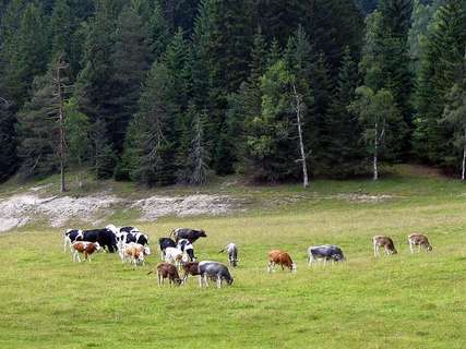 Bovini sul pascolo